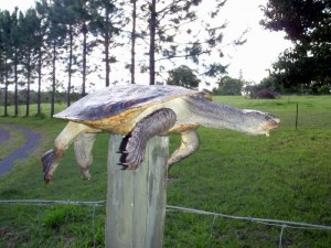 marketing post turtle